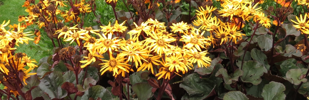 Ligularia banner